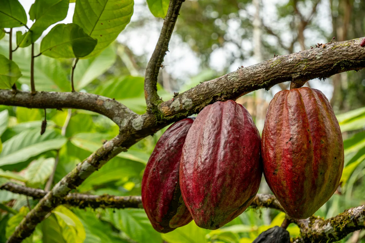 Red cacao pods ripening on the branch