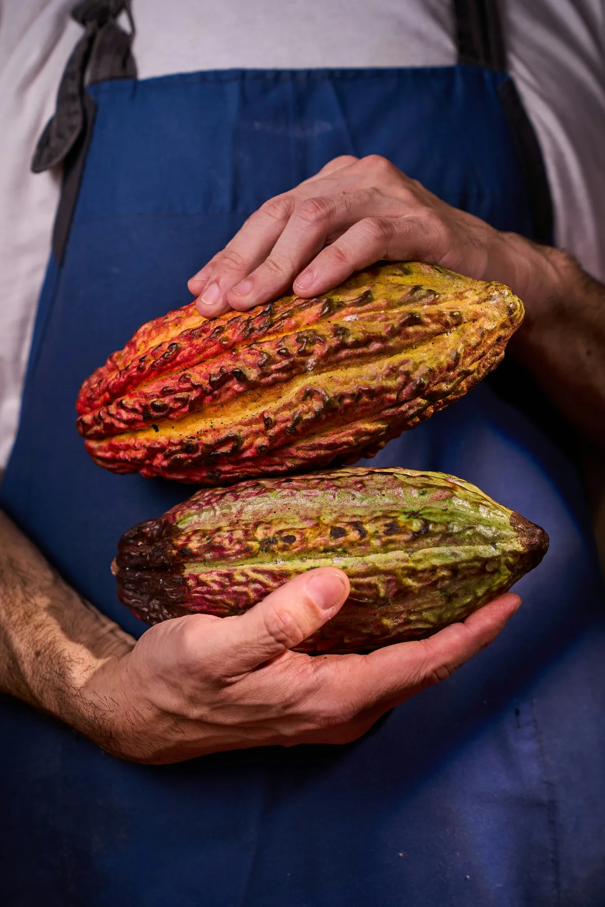 Two cacao pods held in open hands