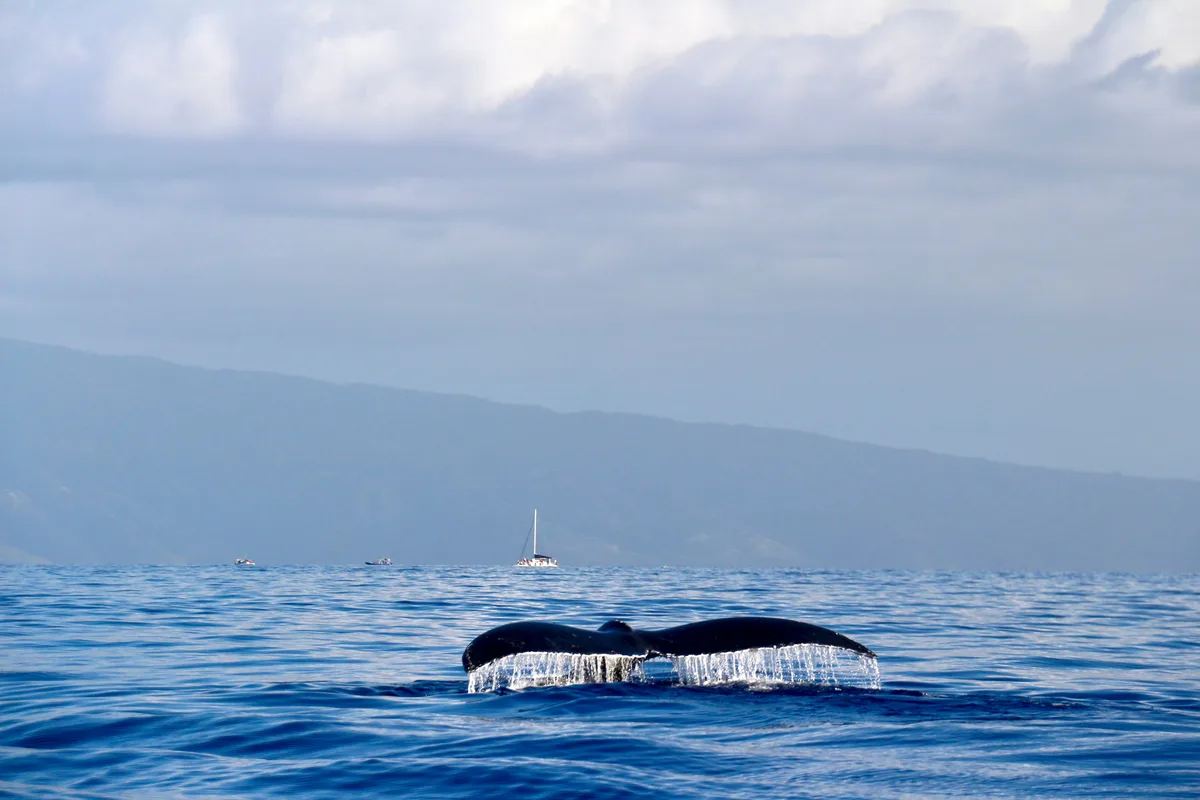 The tail of a humpback lifting from the sea, a sailing boat and the coast behind