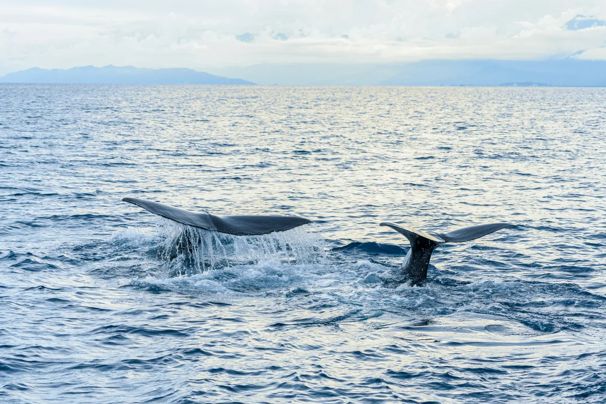 Two humpback tails diving into the sea